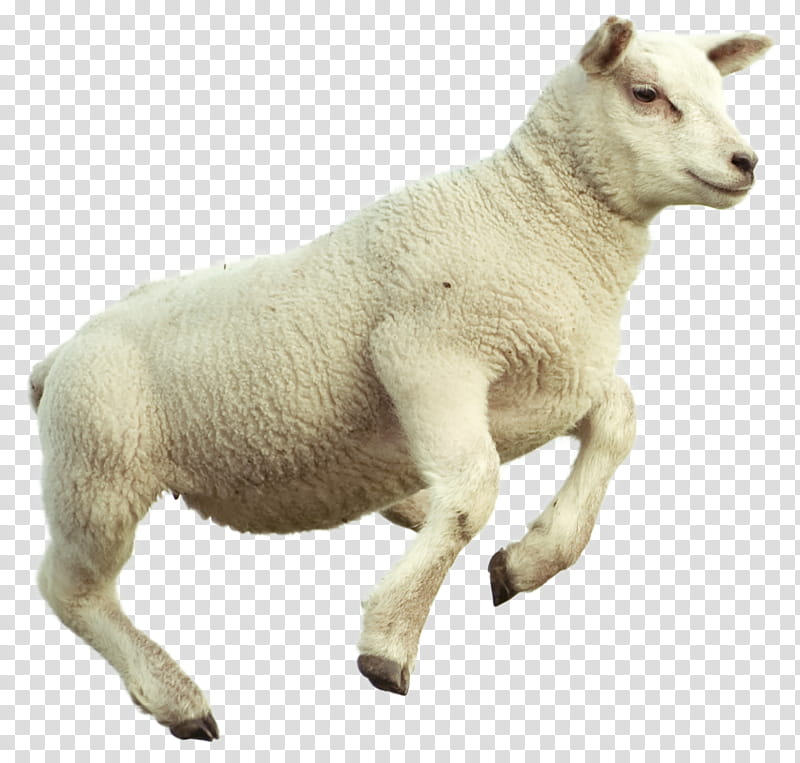 s, Counting Sheep, Merino, Goat, Sheeps Meat, Herd, Sheep Farming, Sleep transparent background PNG clipart