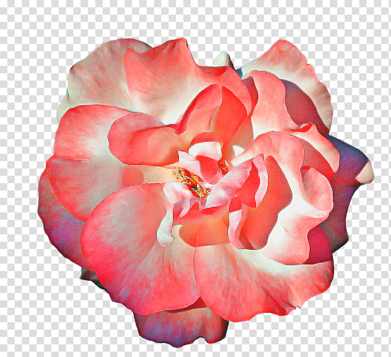 Pink Flower, Garden Roses, Cabbage Rose, Floribunda, Cut Flowers, Petal, Camellia, Begonia transparent background PNG clipart