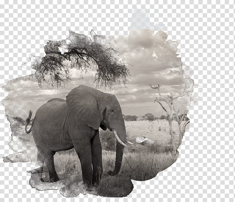 Elephant, African Elephant, Indian Elephant, Tusk, Black White M, Animal, Wildlife, Blackandwhite transparent background PNG clipart