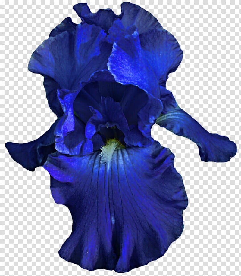 Payson Iris  transparent background PNG clipart
