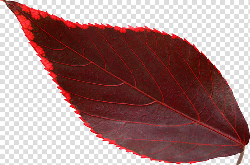 Green Leaf, Autumn, Bladnerv, Autumn Leaf Color, Red, Plant transparent background PNG clipart
