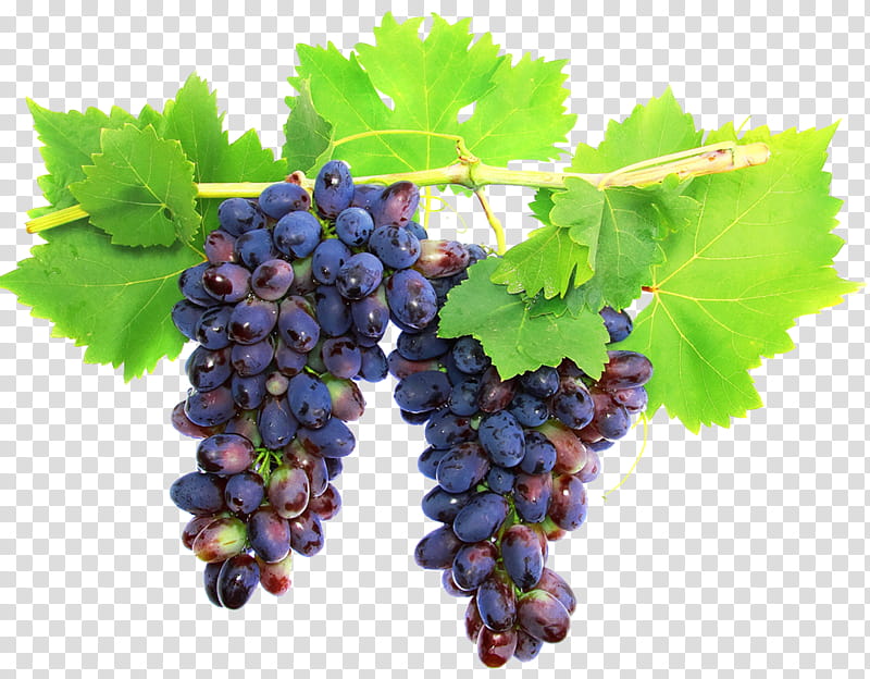 Leaves, Wine, Cabernet Sauvignon, White Wine, Grape, Red Wine, Ice Wine, King Estate Winery transparent background PNG clipart