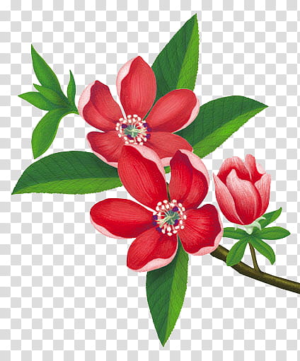 blooming red and pink petaled flowers transparent background PNG clipart
