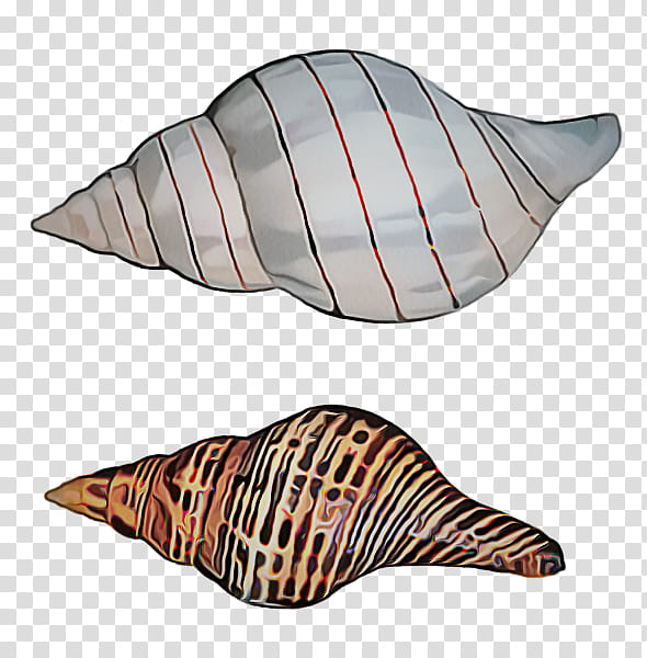 conch conch shankha sea snail shell transparent background PNG clipart