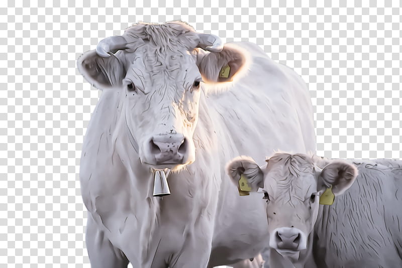 bovine calf live cow-goat family dairy cow, Live, Cowgoat Family, Snout, Pasture, Herd transparent background PNG clipart