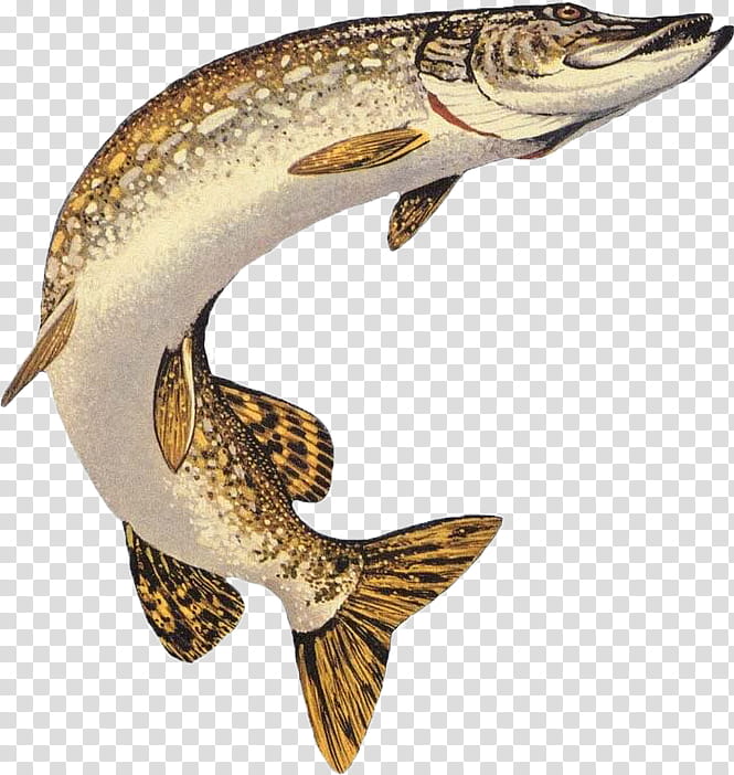 Gray and brown fish , Northern pike Muskellunge American pickerel Chain  pickerel Fishing, pisces transparent background PNG clipart