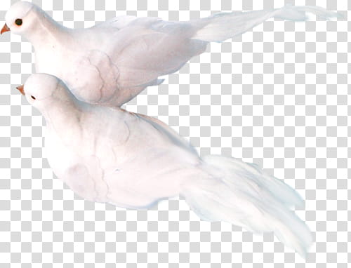 two white pigeons transparent background PNG clipart