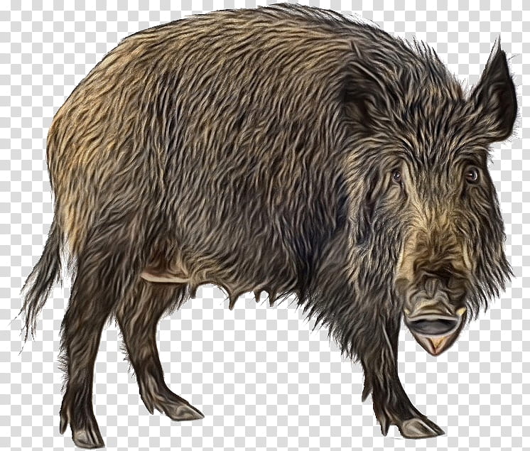 Pig, Wild Boar, Peccary, Cattle, Fur, Wildlife, Snout, Animal transparent background PNG clipart