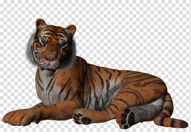 TWD Two Tigers, brown and gray tiger transparent background PNG clipart