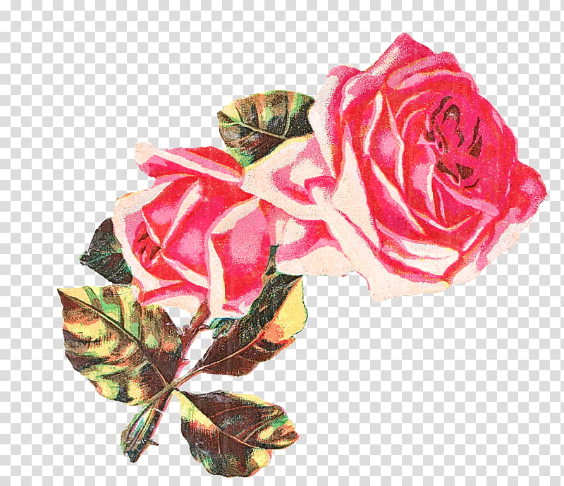 Garden roses, Flower, Pink, Hybrid Tea Rose, Plant, Flowering Plant, Rose Family, Floribunda transparent background PNG clipart