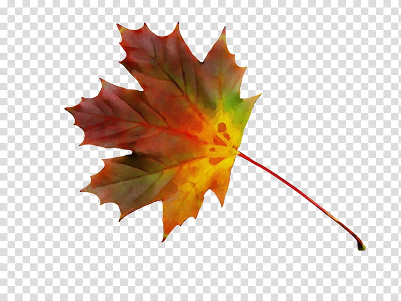 Canada Maple Leaf, Flag Of Canada, Red Maple, Tree, Sycamore Maple, Vine Maple, Autumn, Acer Japonicum transparent background PNG clipart