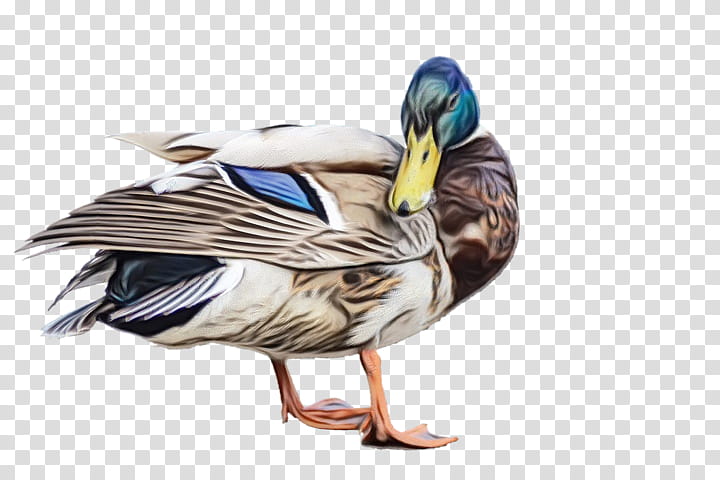 Water, Duck, Mallard, Bird, Goose, Water Bird, Animal, Mallard transparent background PNG clipart