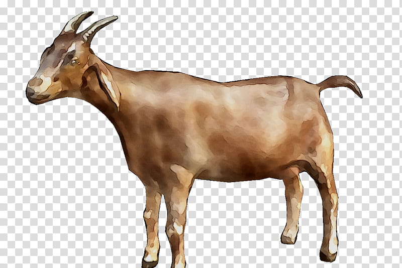 Mountain, Goat, Goat Simulator, Mountain Goat, Goats, Goatantelope, Cowgoat Family, Live transparent background PNG clipart