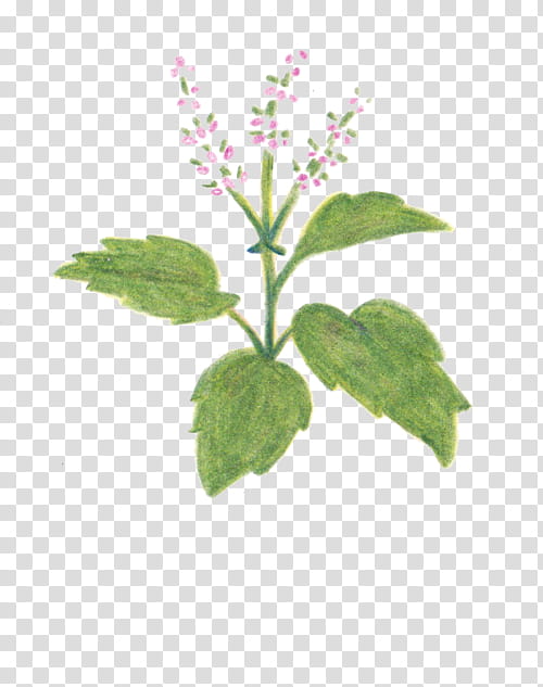Lemon Flower, Basil, Holy Basil, Herb, Flowerpot, Logo, Leaf, Text transparent background PNG clipart