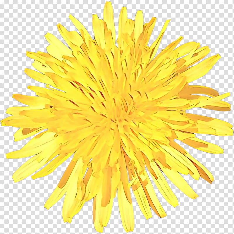 Marigold Flower, Dandelion, Common Sunflower, Daisy Family, Yellow, Sow Thistles, Plant, English Marigold transparent background PNG clipart