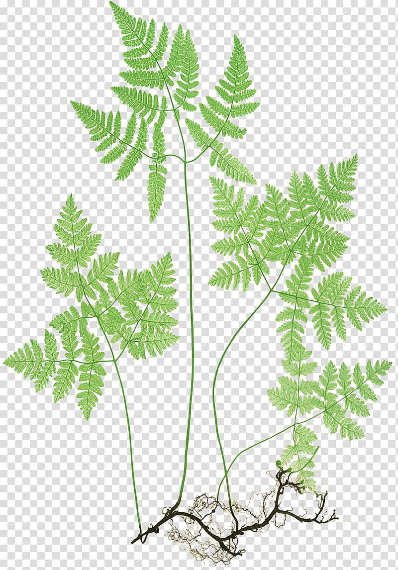 Oak Tree Drawing, Northern Oak Fern, Plants, Ferns Of Great Britain And Ireland, Male Fern, Vascular Plant, Nature Printing, Polypodies transparent background PNG clipart
