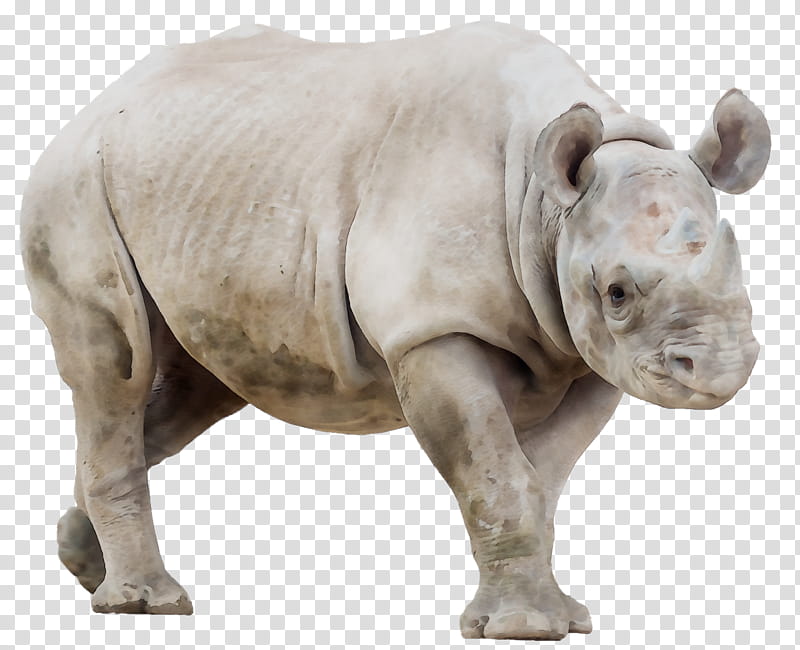 Rhinoceros Rhinoceros, Javan Rhinoceros, White Rhinoceros, Horn, Black Rhinoceros, Animal, Hippopotamus, Drawing transparent background PNG clipart