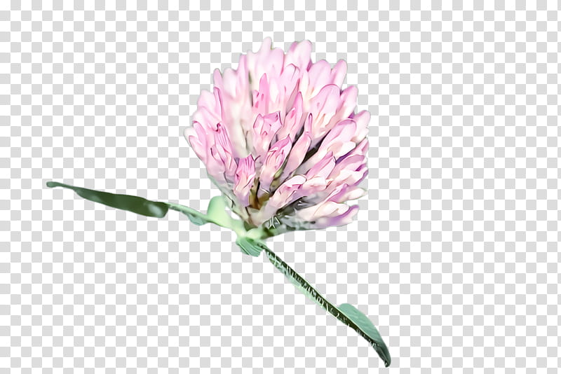 flower red clover plant zigzag clover pink, Petal, Cut Flowers transparent background PNG clipart