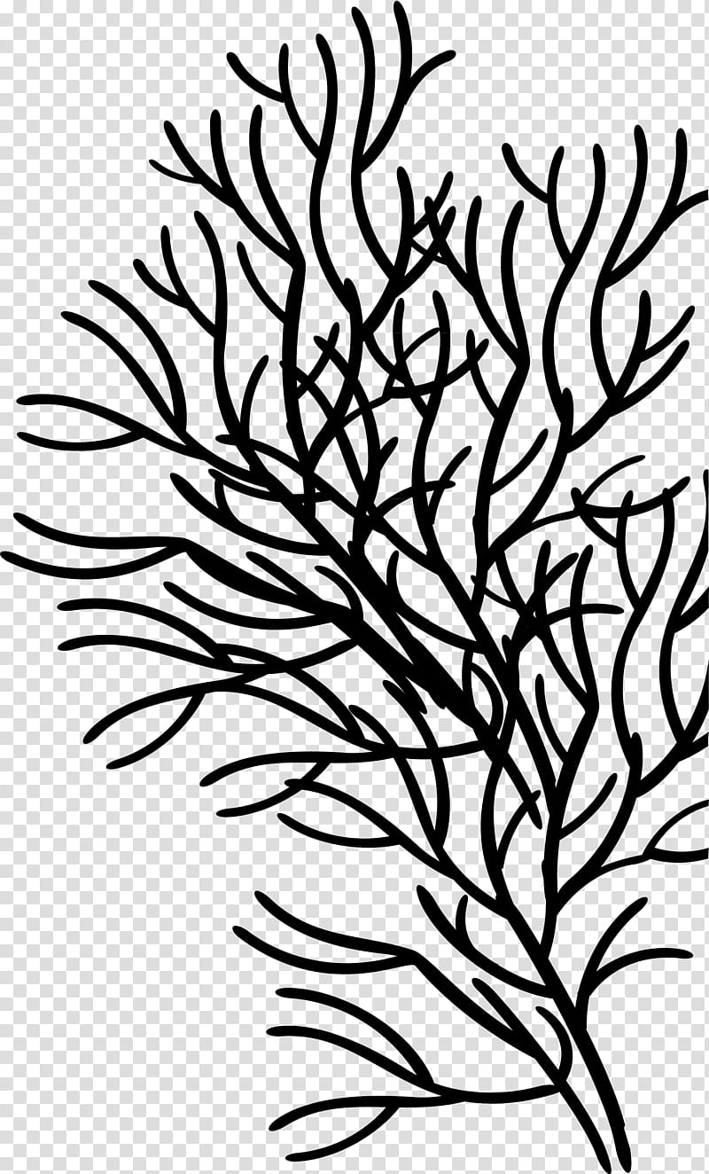 Flower Line Art, Coral, Sea, Sea Anemone, Branch, Leaf, Tree, Plant transparent background PNG clipart
