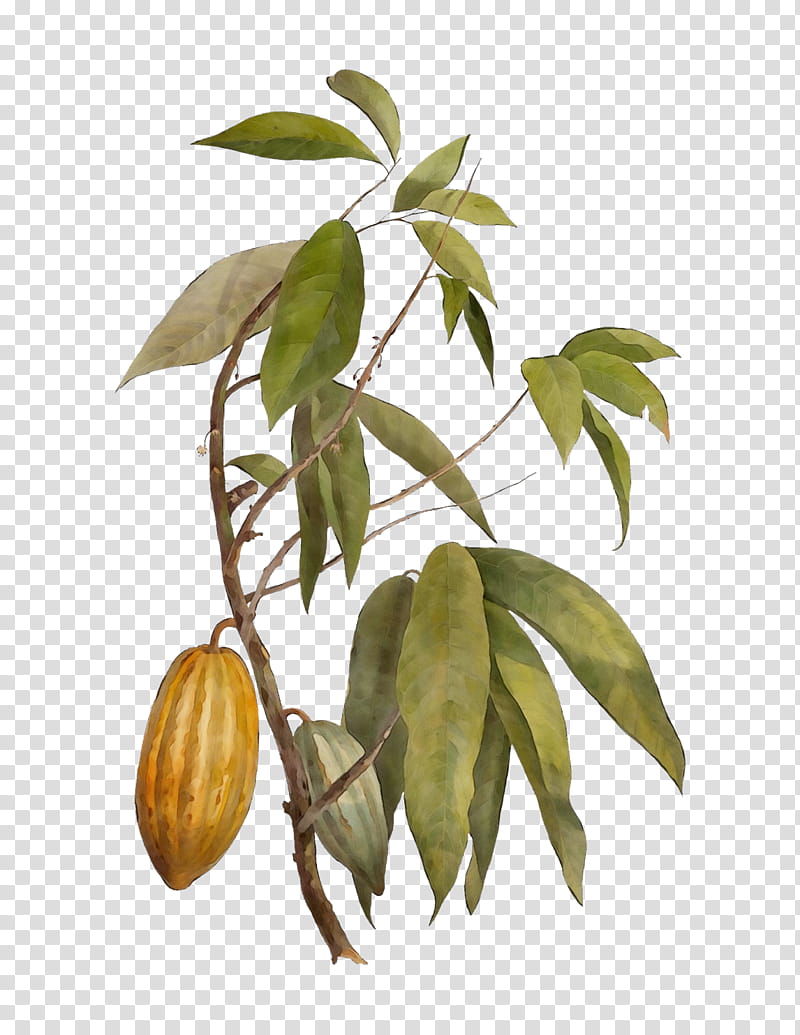 plant tree leaf flower woody plant, Watercolor, Paint, Wet Ink, Flowering Plant, Houseplant, Sapodilla Family transparent background PNG clipart