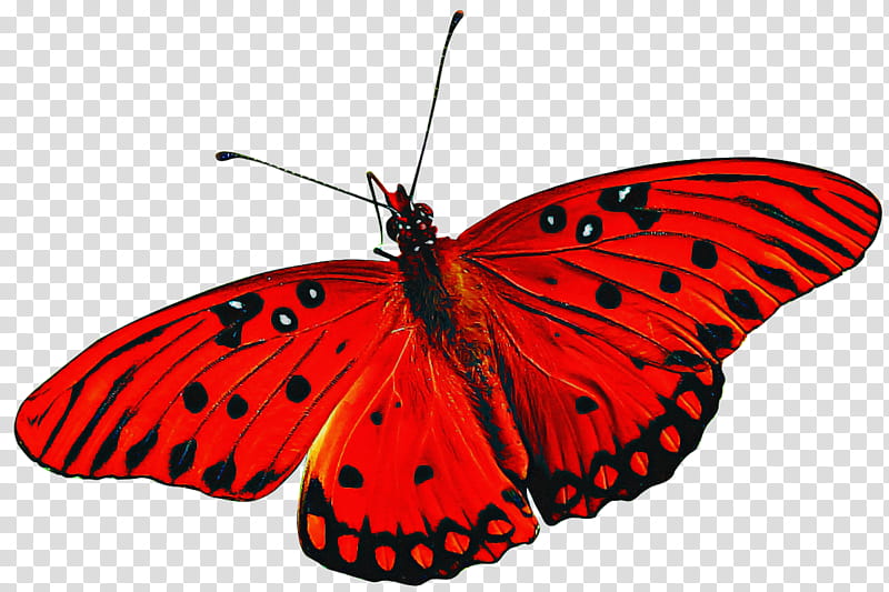 moths and butterflies butterfly cynthia (subgenus) insect lycaena, Cynthia Subgenus, Pollinator, Brushfooted Butterfly, Lycaenid, Gulf Fritillary transparent background PNG clipart