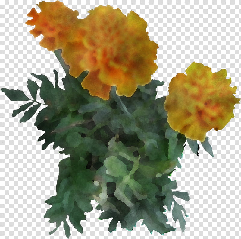 Orange, Flower, Tagetes, Yellow, Plant, Tagetes Patula, Petal, English Marigold transparent background PNG clipart