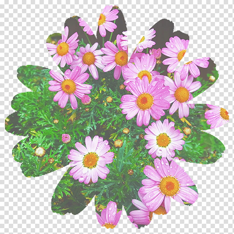 African Family, Marguerite Daisy, Chrysanthemum, Garden Cosmos, Daisy Family, Annual Plant, Herbaceous Plant, Purple transparent background PNG clipart