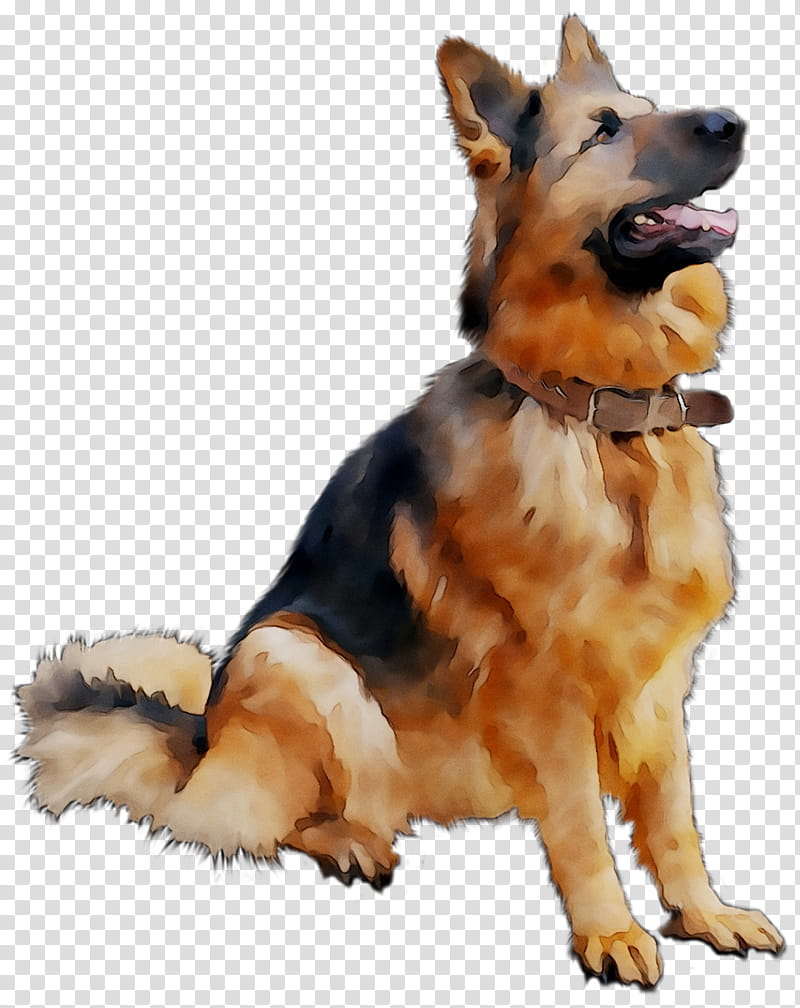 Golden Retriever, German Shepherd, Puppy, Labrador Retriever, Dog Training, German Shepherd Dog, King Shepherd, Working Dog transparent background PNG clipart