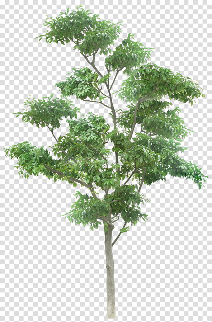 Tree Trunk Drawing, Branch, Plants, Outtree, Architect, Leaf, 2d Computer Graphics, Architecture transparent background PNG clipart