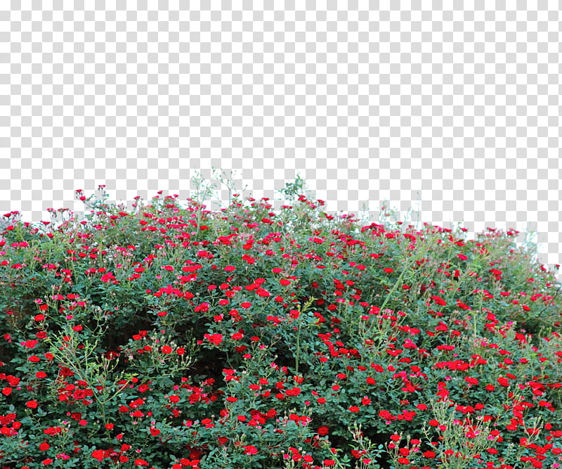 FLOWER GARDEN USE FREE, red flowering green outdoor plant transparent background PNG clipart