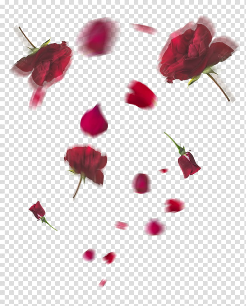 Rosas made in PicsArt transparent background PNG clipart