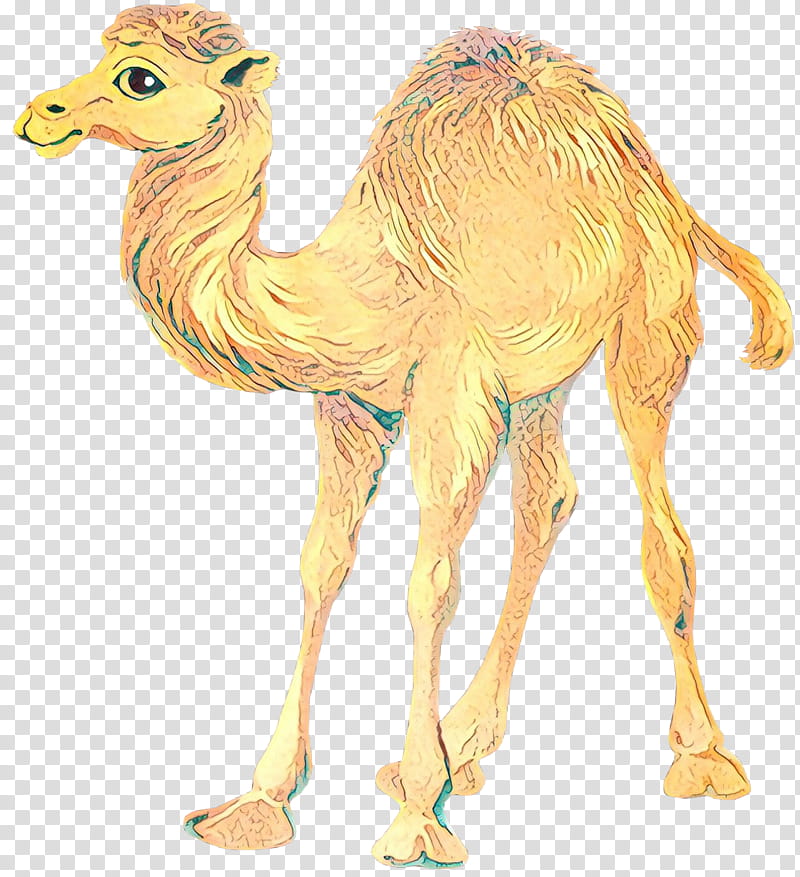 Train, Bactrian Camel, Dromedary, Drawing, Cartoon, Camel Train, Arabian Camel, Camelid transparent background PNG clipart