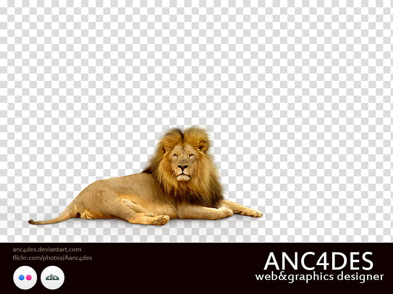 LION, lion transparent background PNG clipart