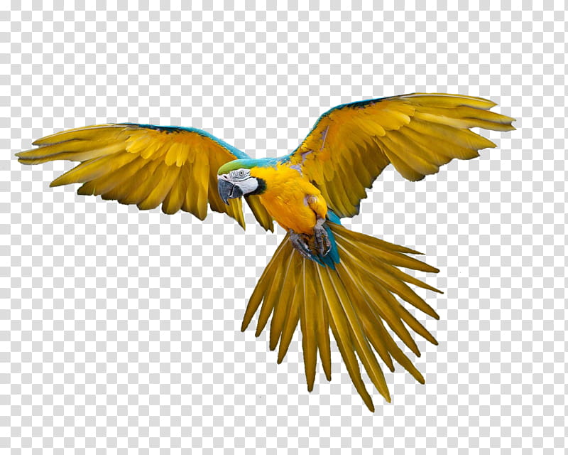 Bird, yellow, green, and teal parrot illustration transparent background PNG clipart