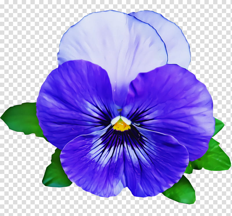 flower violet petal pansy purple, Plant, Wild Pansy, VIOLA, Violet Family transparent background PNG clipart