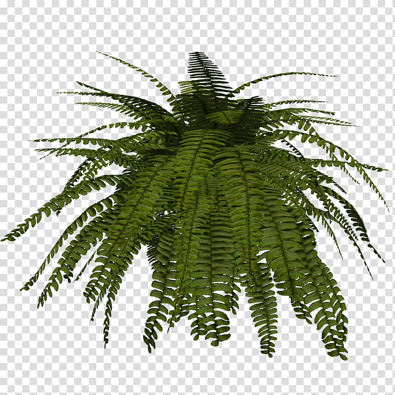 Date Tree Leaf, Fern, Terrestrial Plant, Plants, Vegetation, Ferns And Horsetails, Vascular Plant, Palm Tree transparent background PNG clipart