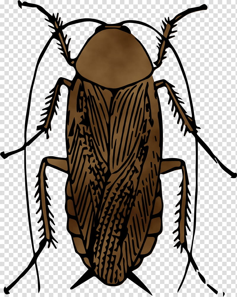 Elephant, Watercolor, Paint, Wet Ink, Cockroach, Beetle, Brown Cockroach, American Cockroach transparent background PNG clipart