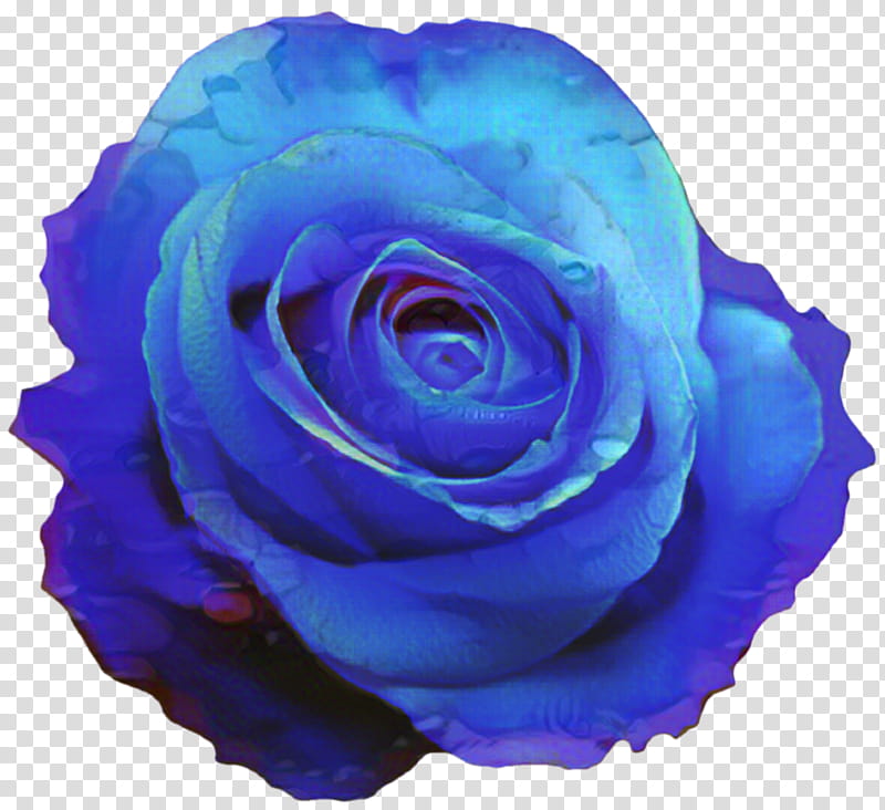 Flowers, Blue Rose, Blue Flower, Garden Roses, Petal, Cobalt Blue, Rose Family, Hybrid Tea Rose transparent background PNG clipart