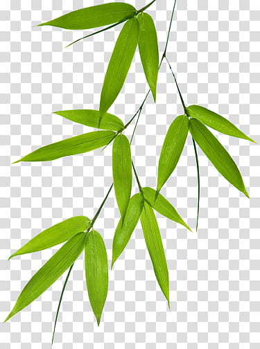 Green Bamboo Leaves Illustration Transparent Background Png Clipart Hiclipart