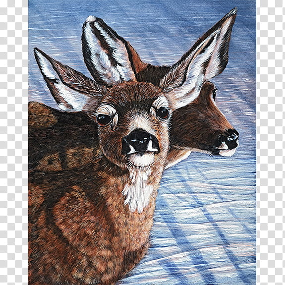 Whitetailed Deer Deer, Moschus, Antelope, Fur, Musk, Snout, Animal, Wildlife transparent background PNG clipart