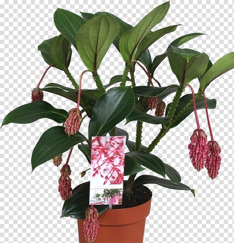 Tree Leaf, Flowerpot, Medinilla Magnifica, Houseplant, Epiphyte, Plants, Species, Bud transparent background PNG clipart