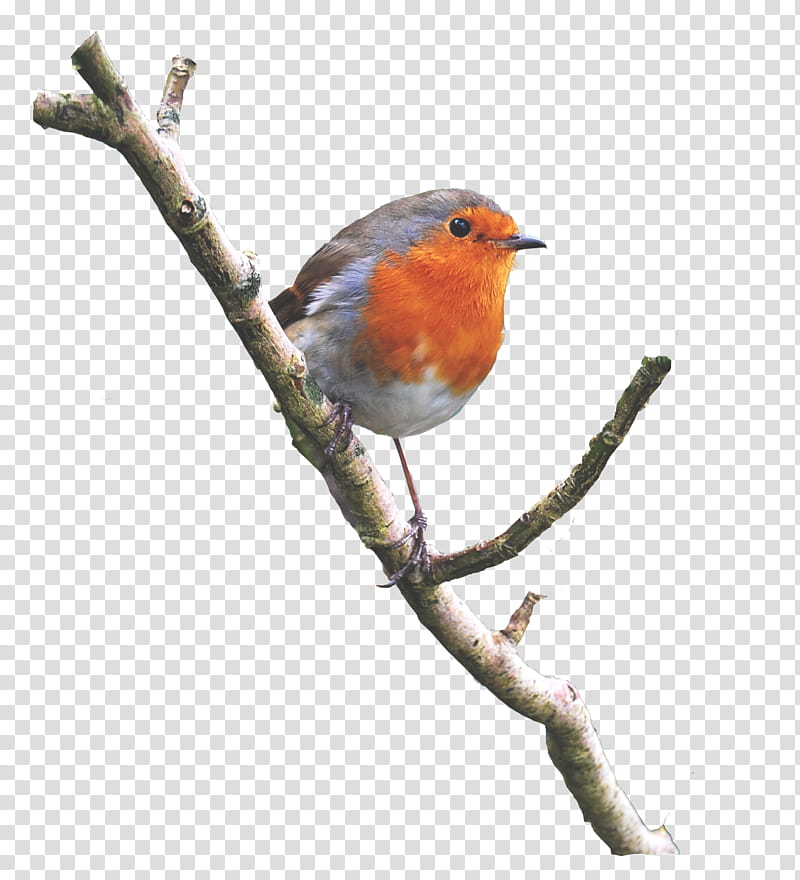 Robin On a Branch, white, orange, and grey bird transparent background PNG clipart