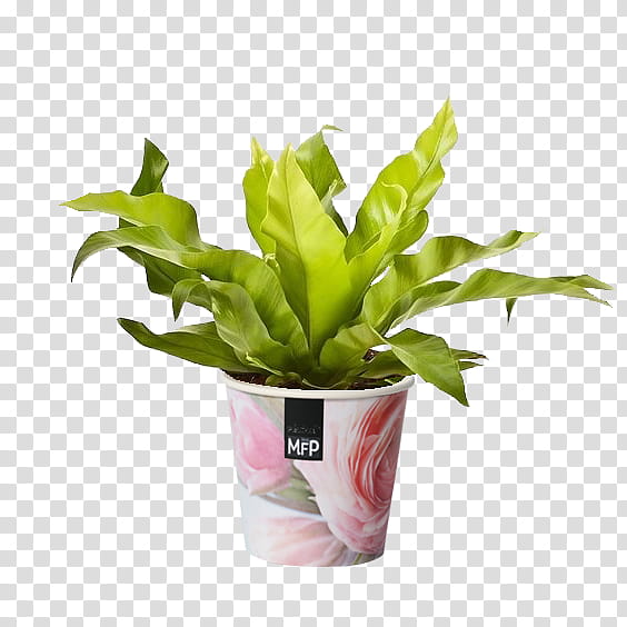 Monkey, Asplenium Antiquum, Houseplant, Plants, Flowerpot, Leaf, Burknar, Maidenhair Fern transparent background PNG clipart