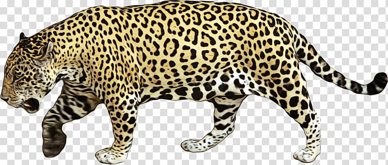 terrestrial animal jaguar animal figure african leopard leopard, Watercolor, Paint, Wet Ink, Wildlife, Big Cats, Snout transparent background PNG clipart