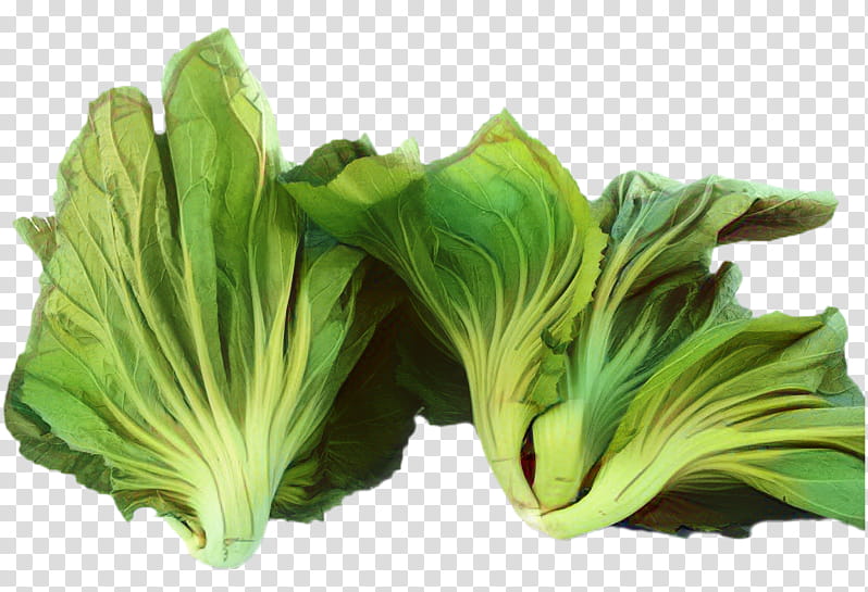 Plant Leaf, Spring Greens, Choy Sum, Collard, Lettuce, Cabbage, Vegetable, Komatsuna transparent background PNG clipart