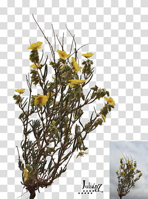 Plant with yellow flowers transparent background PNG clipart thumbnail