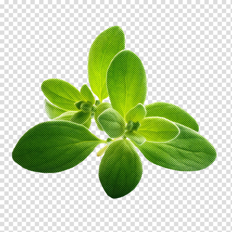 leaf green flower plant herb, Basil, Marjoram, Symbol, Oregano, Perennial Plant transparent background PNG clipart