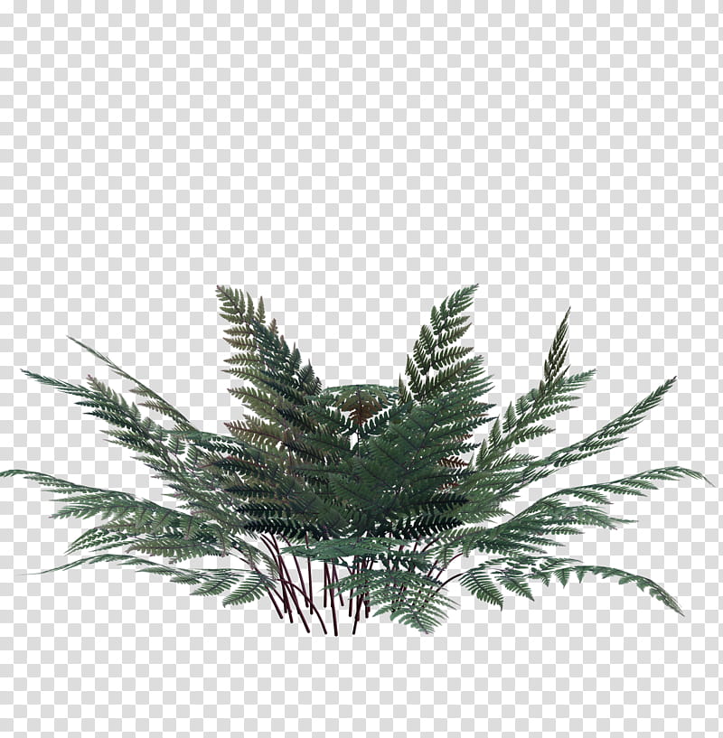 ferns night and day, green leafed plant illustration transparent background PNG clipart