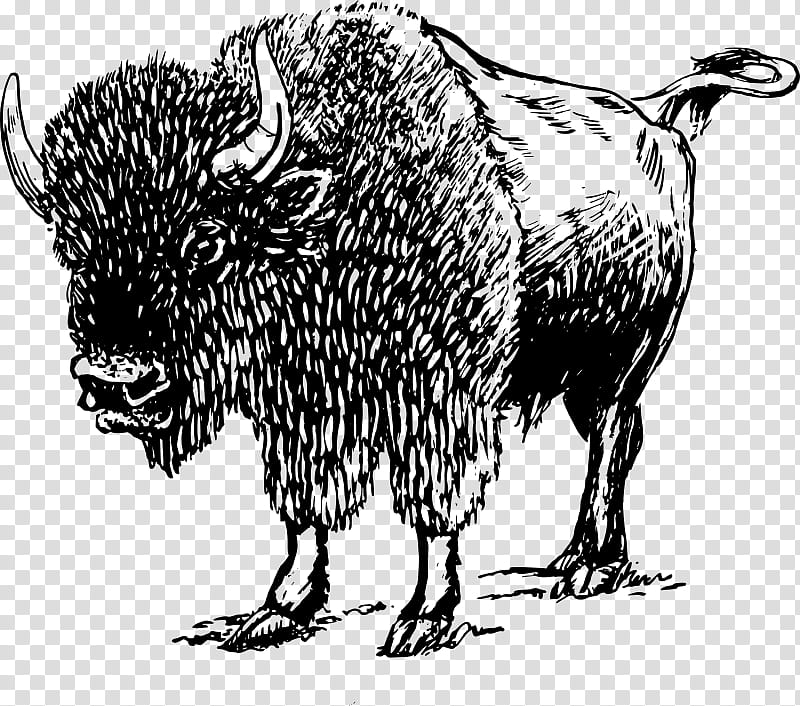 Drawing Of Family, American Bison, White Buffalo, Animal, Line Art, Poster, Printing, Bovine transparent background PNG clipart