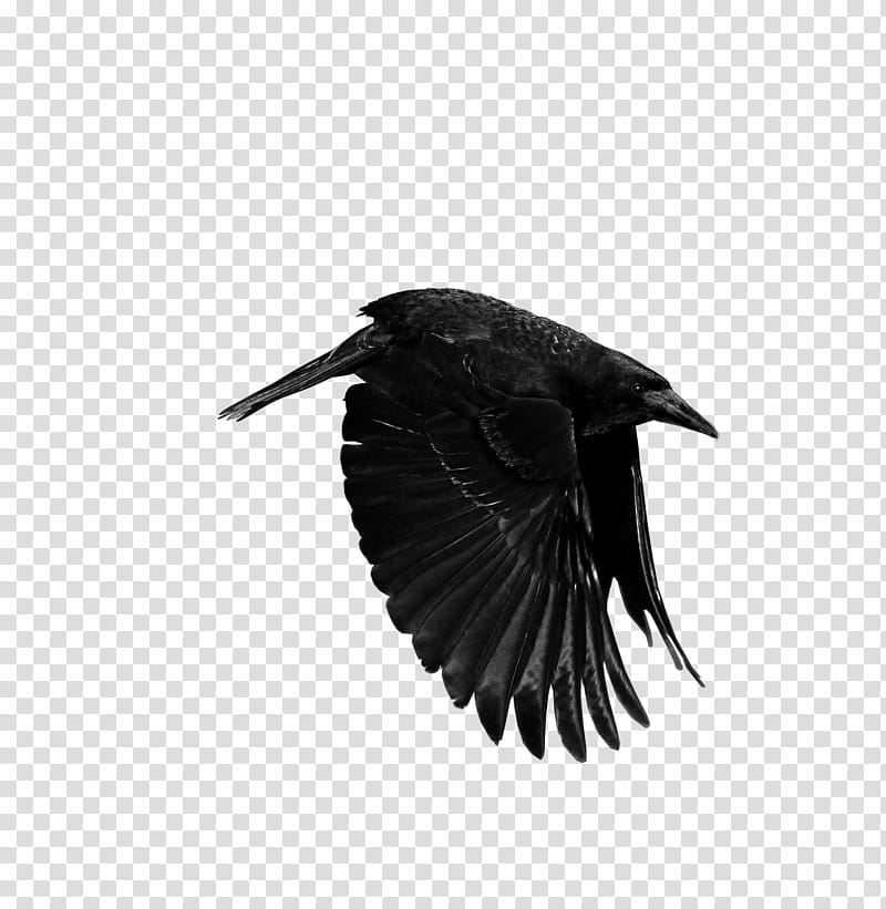 Crows, soaring black crow transparent background PNG clipart